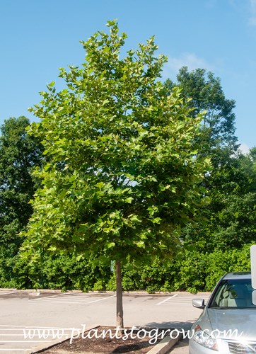 Bloodgood London Plane Tree (Plantanus x acerfolia)